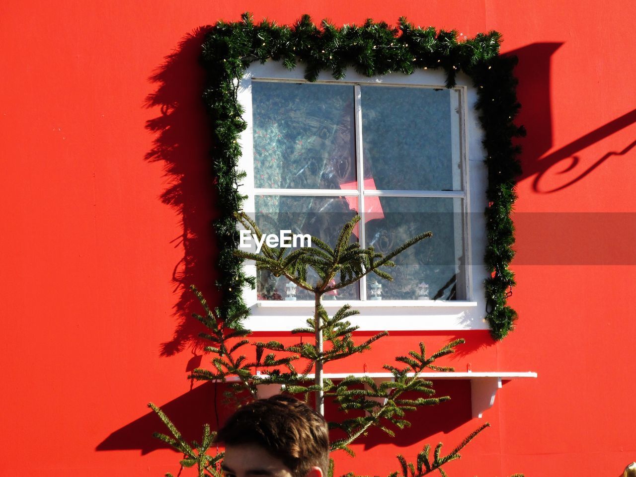 PLANTS AGAINST WALL