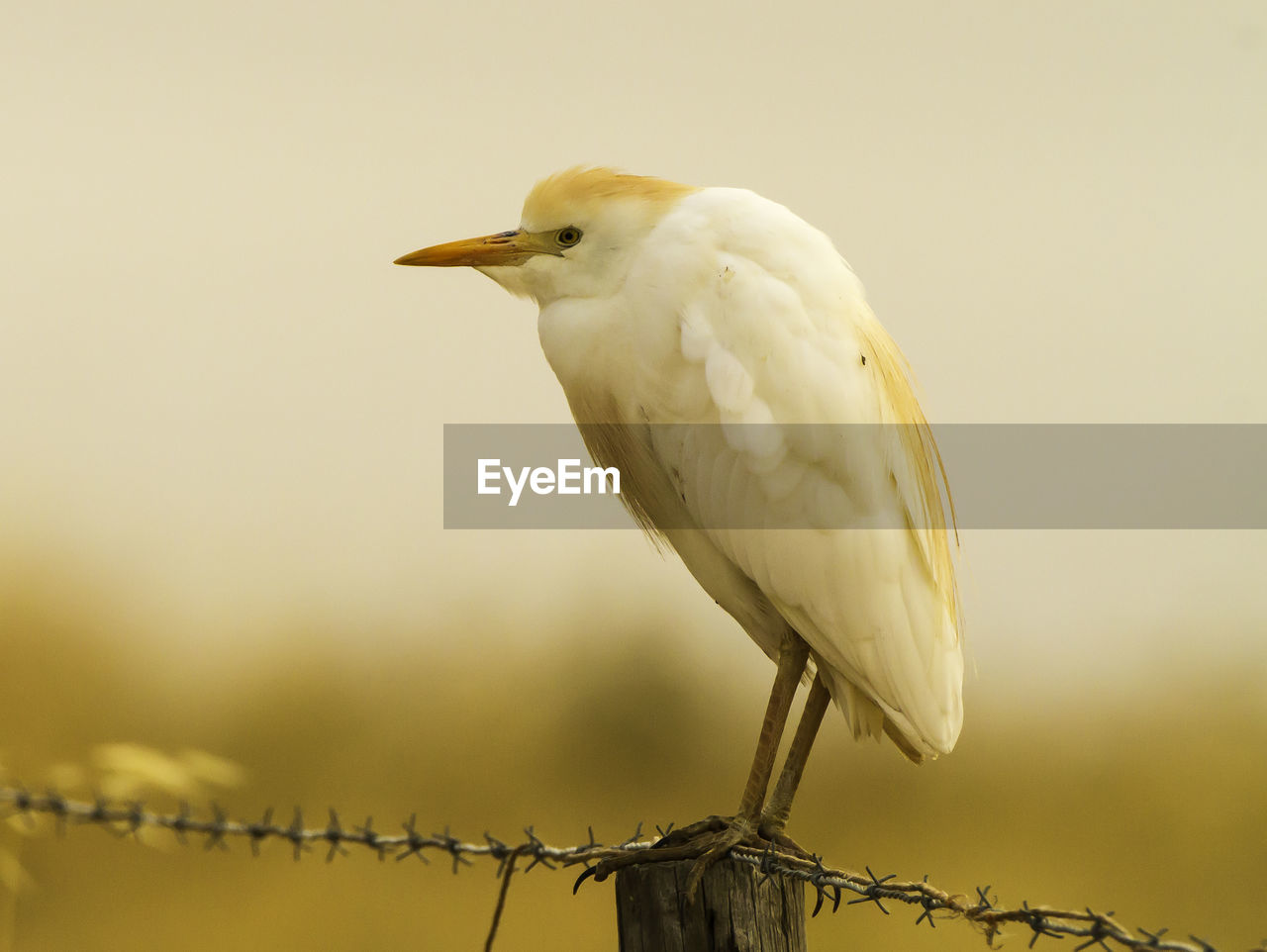 Close-up of cattle egret perching on fence