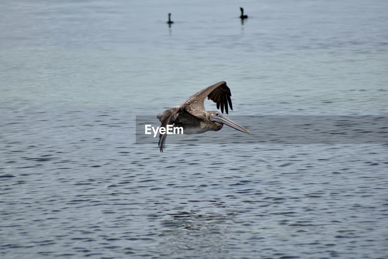Pelican flying over sea