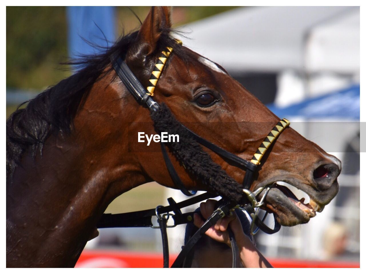 Close-up of a horse