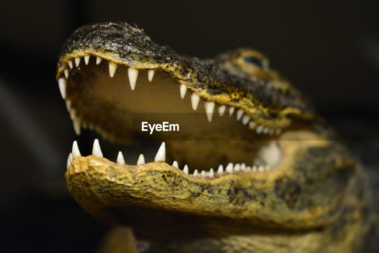 CLOSE UP OF A REPTILE