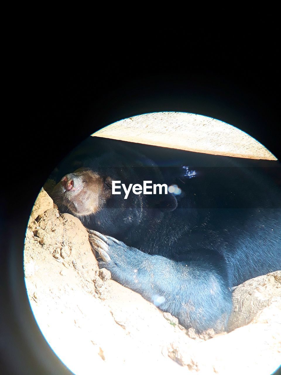 HIGH ANGLE VIEW OF ANIMAL SLEEPING IN A PLATE