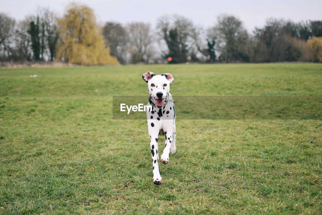 Portrait of dalmatian dog running on grass