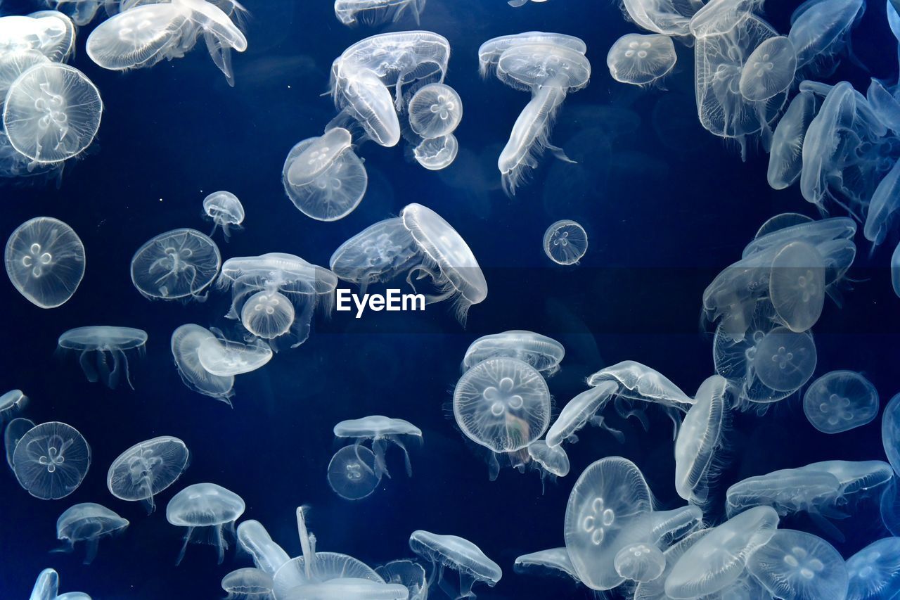 Close-up of jellyfish in an aquarium 