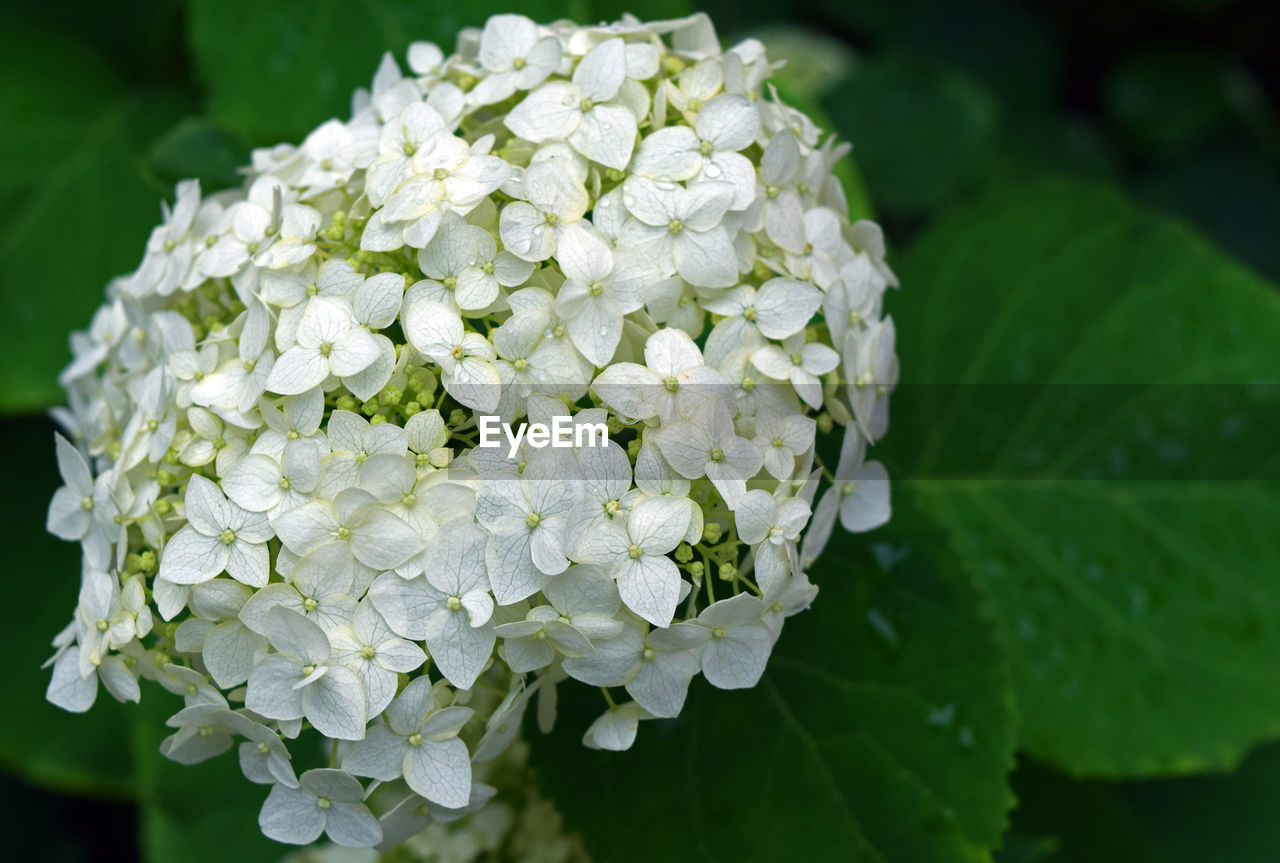 CLOSE-UP OF WHITE HYDRANGEA