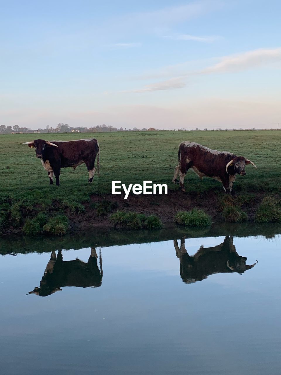 HORSE GRAZING IN THE LAKE