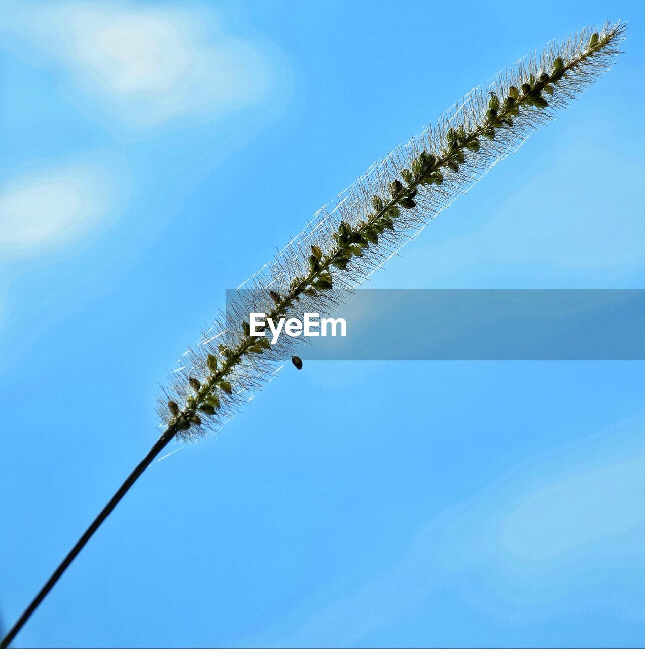 CLOSE-UP OF PLANT AGAINST BLUE SKY