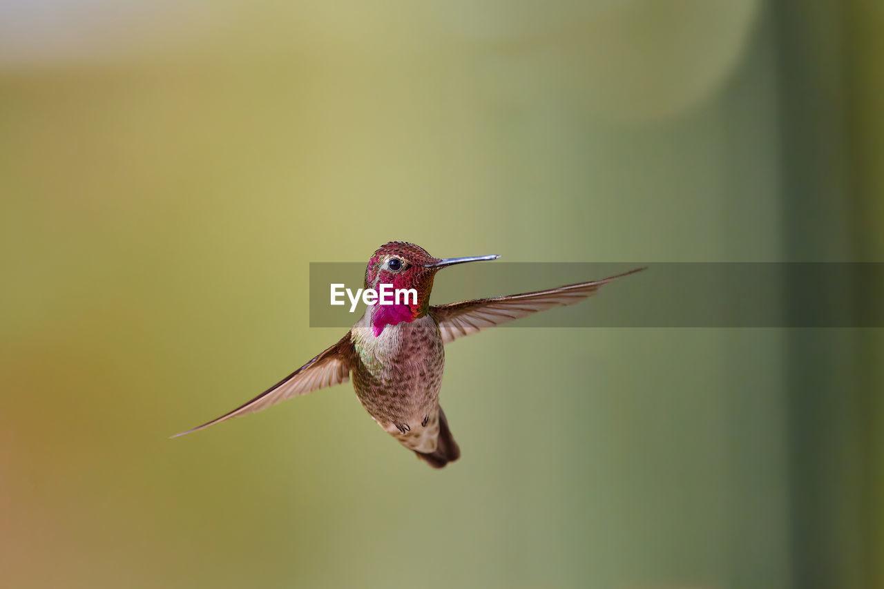bird, animal themes, hummingbird, animal, animal wildlife, one animal, wildlife, flying, beak, mid-air, close-up, nature, macro photography, no people, spread wings, beauty in nature, animal body part, focus on foreground, day, motion, wing, outdoors, hovering, full length, animal wing
