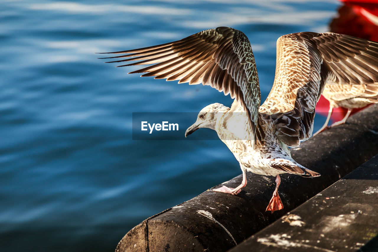 Close-up of bird perching by sea