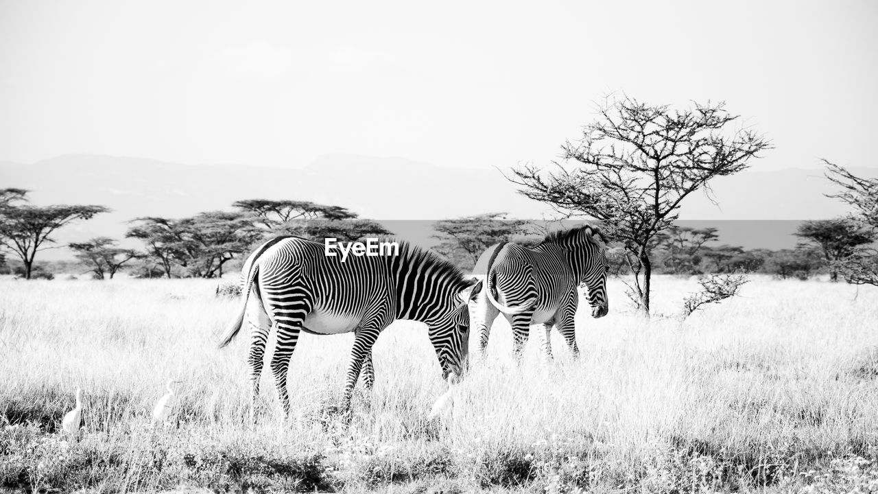 VIEW OF A ZEBRA ON FIELD