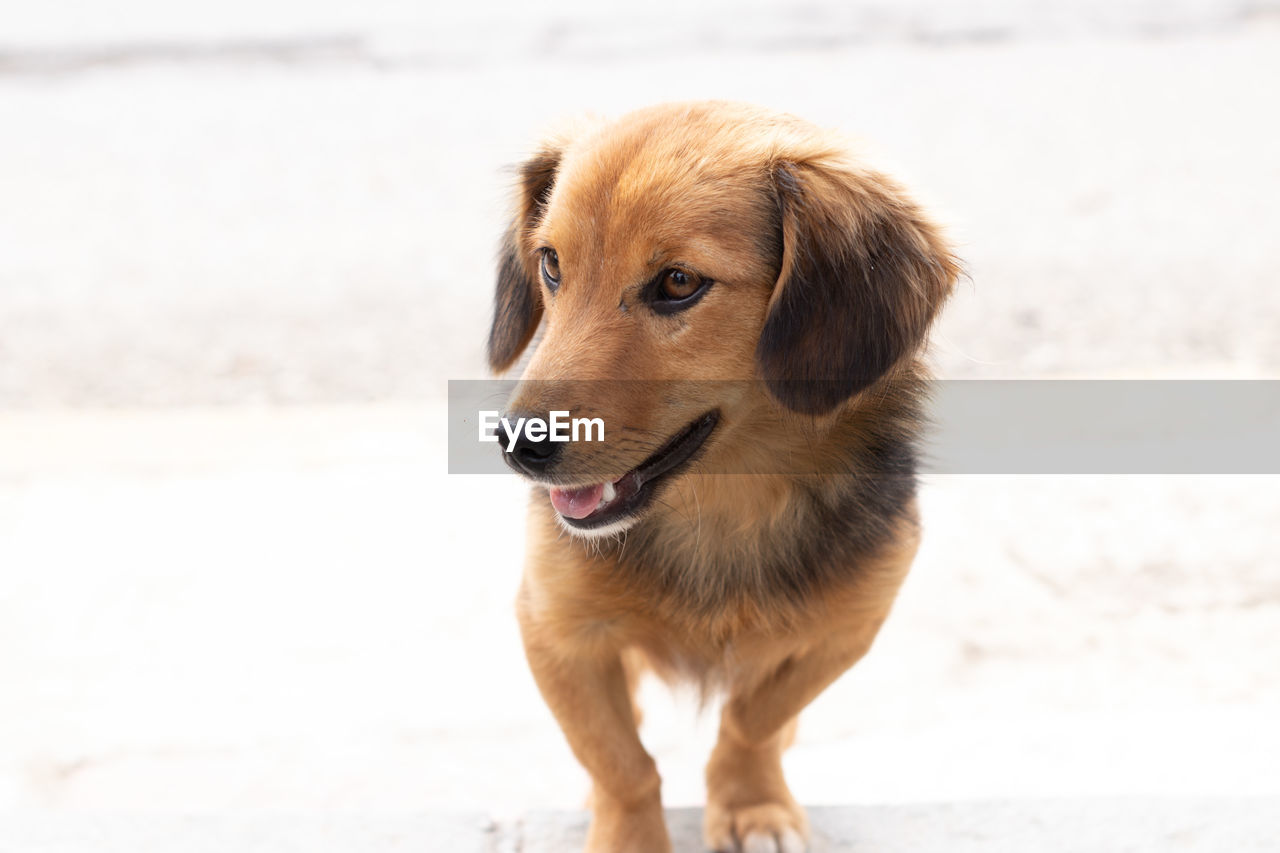 Portrait of dog looking away