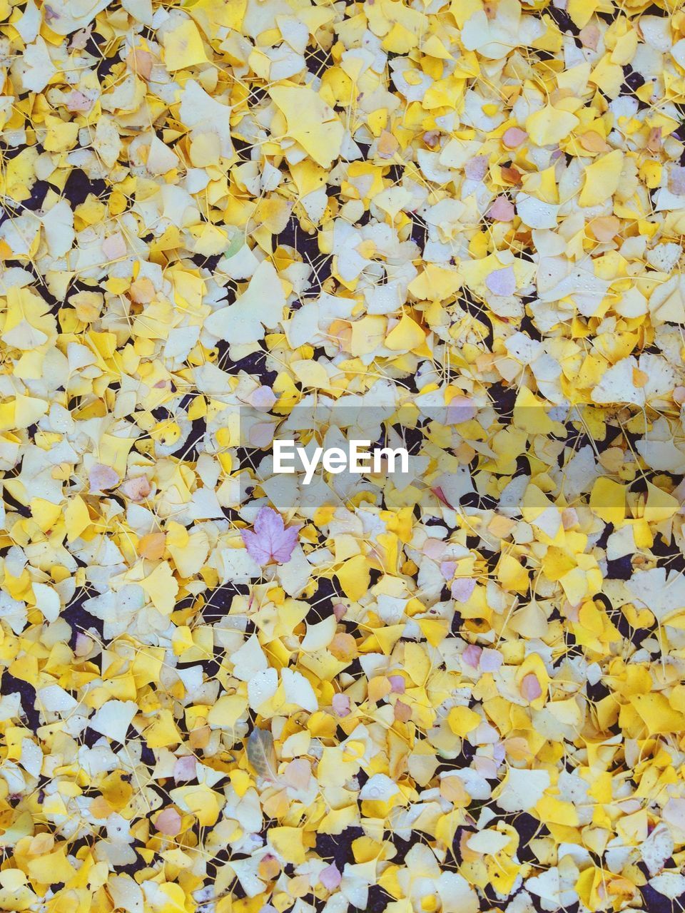 Full frame shot of leaves covered field during autumn