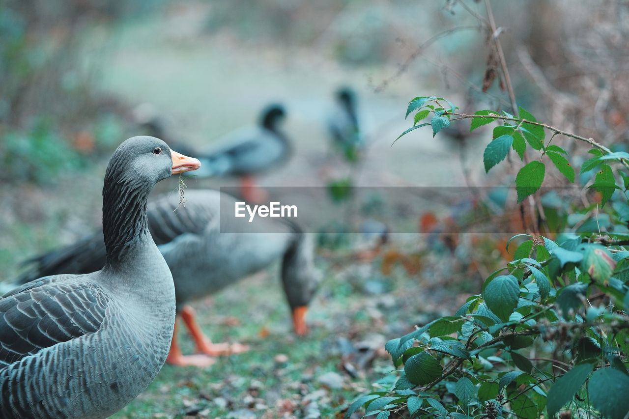 CLOSE-UP OF BIRDS ON THE LAND