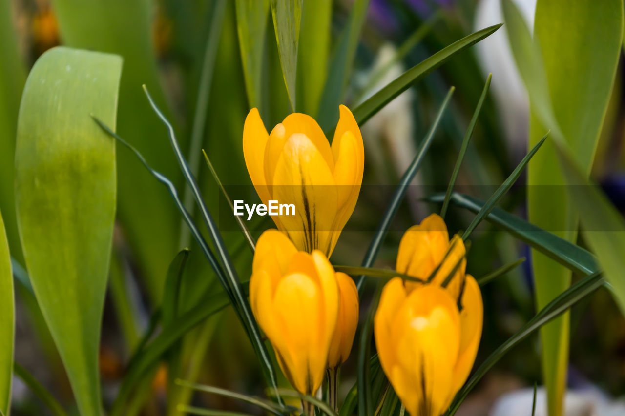 Close-up of yellow flowering plant