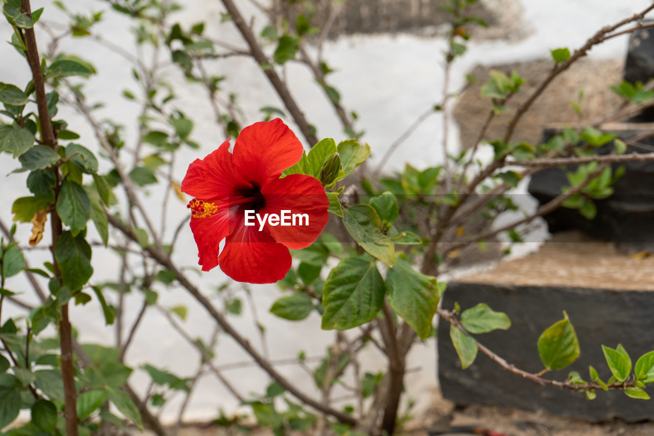 Close-up of red hibiscus on plant