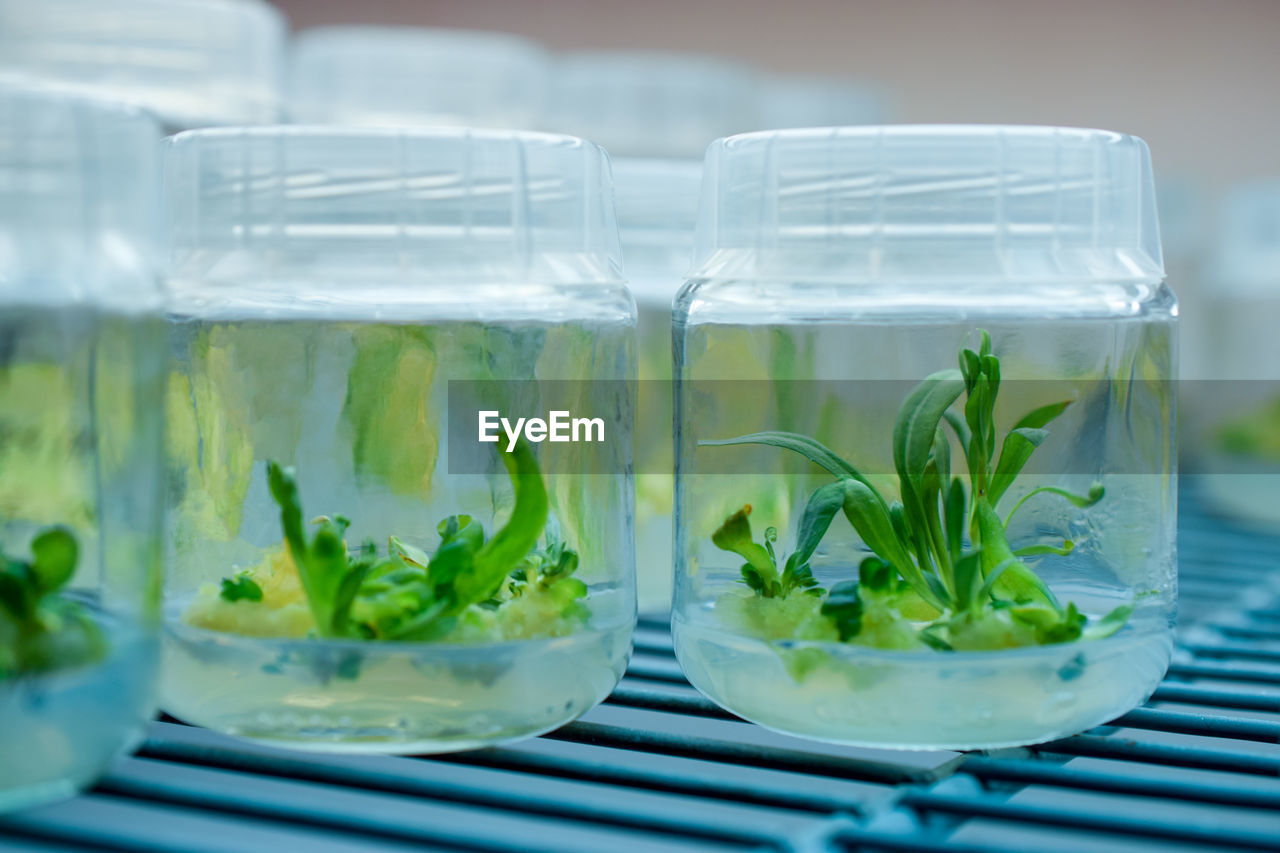 Biology science for plant regeneration.in vitro plant growth under controlled and sterile conditions