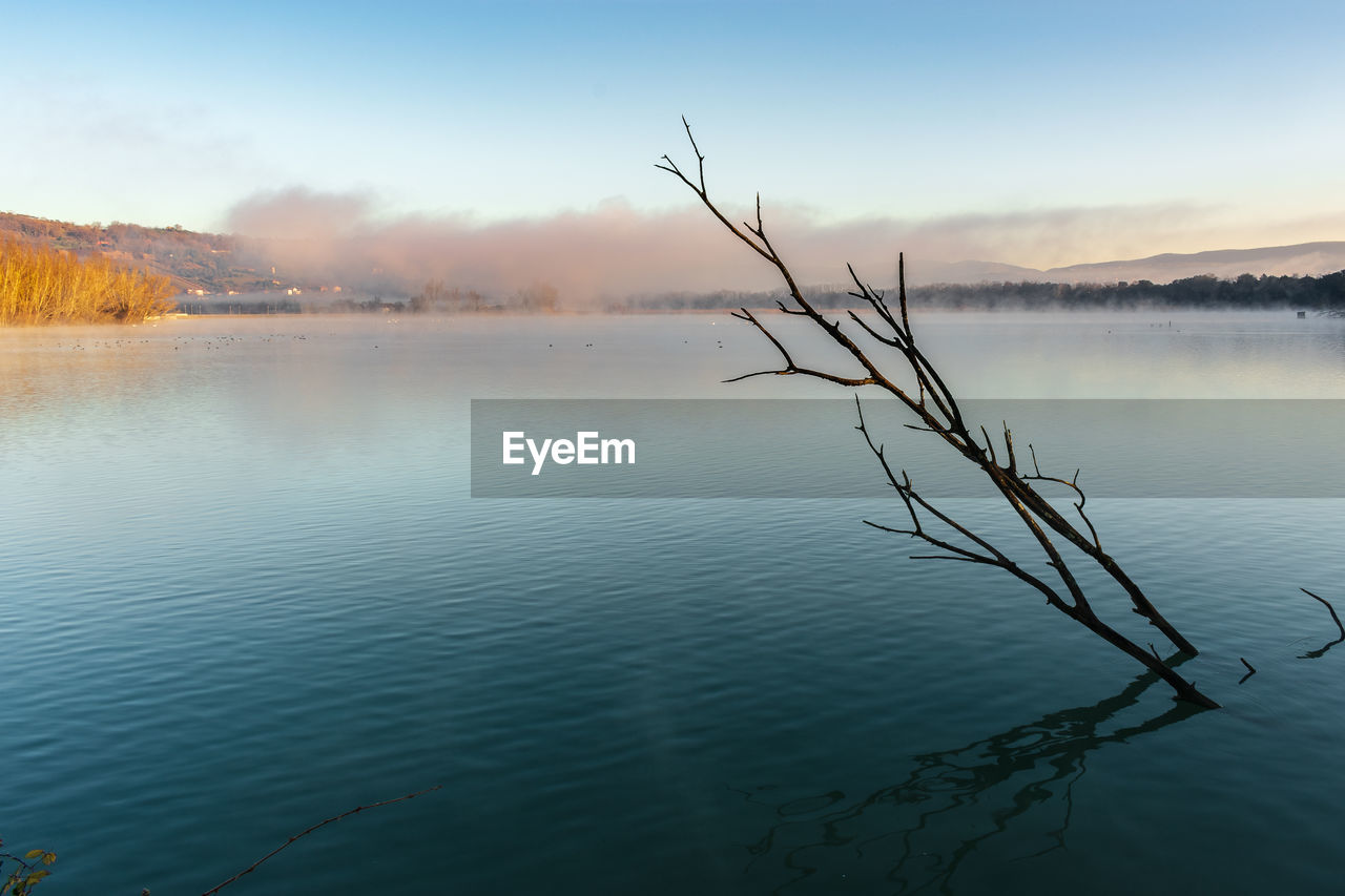 Bare tree by lake against sky