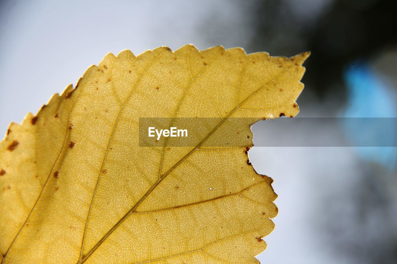 Close-up of yellow leaf against blurred background