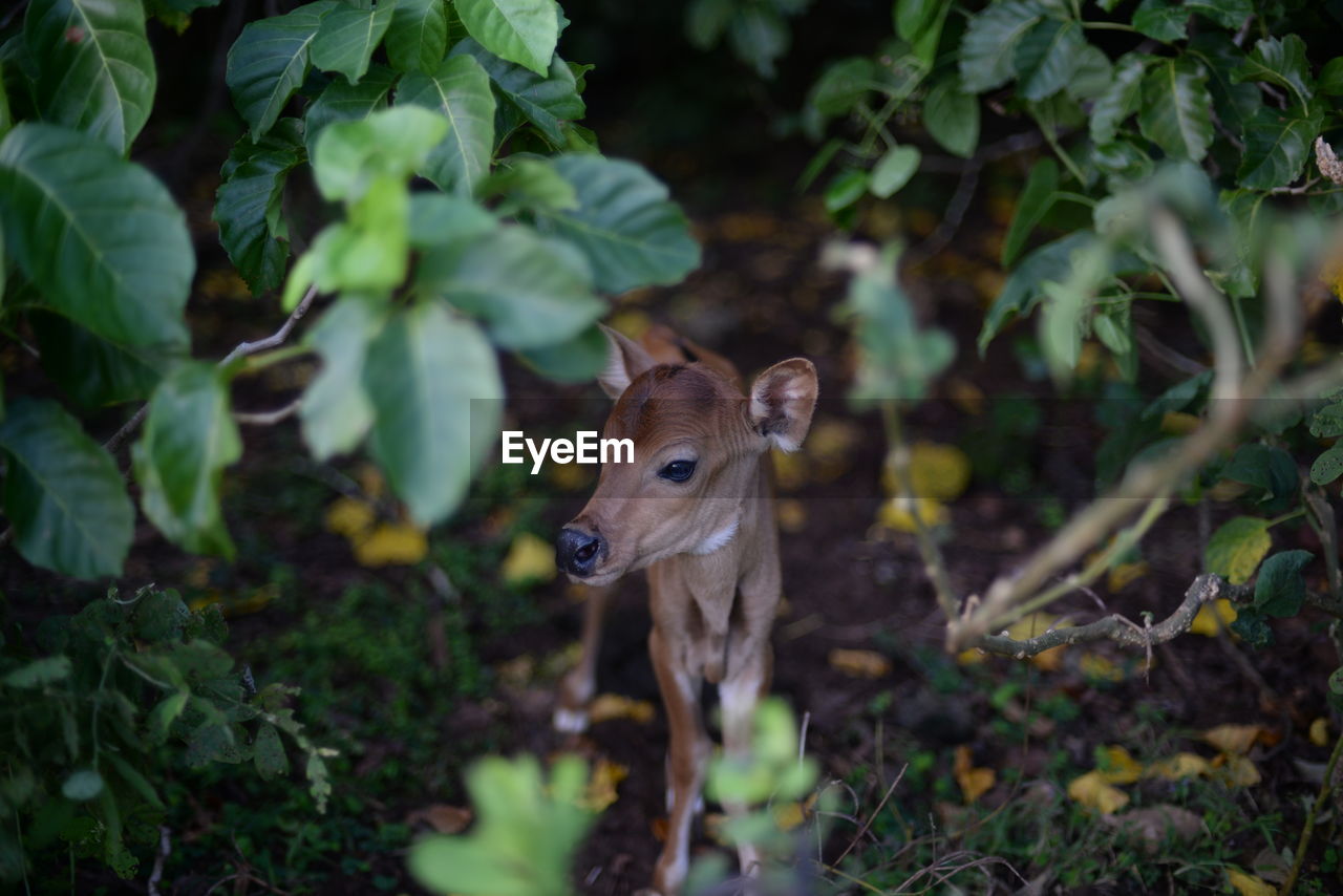 A moody cow in a dark forest