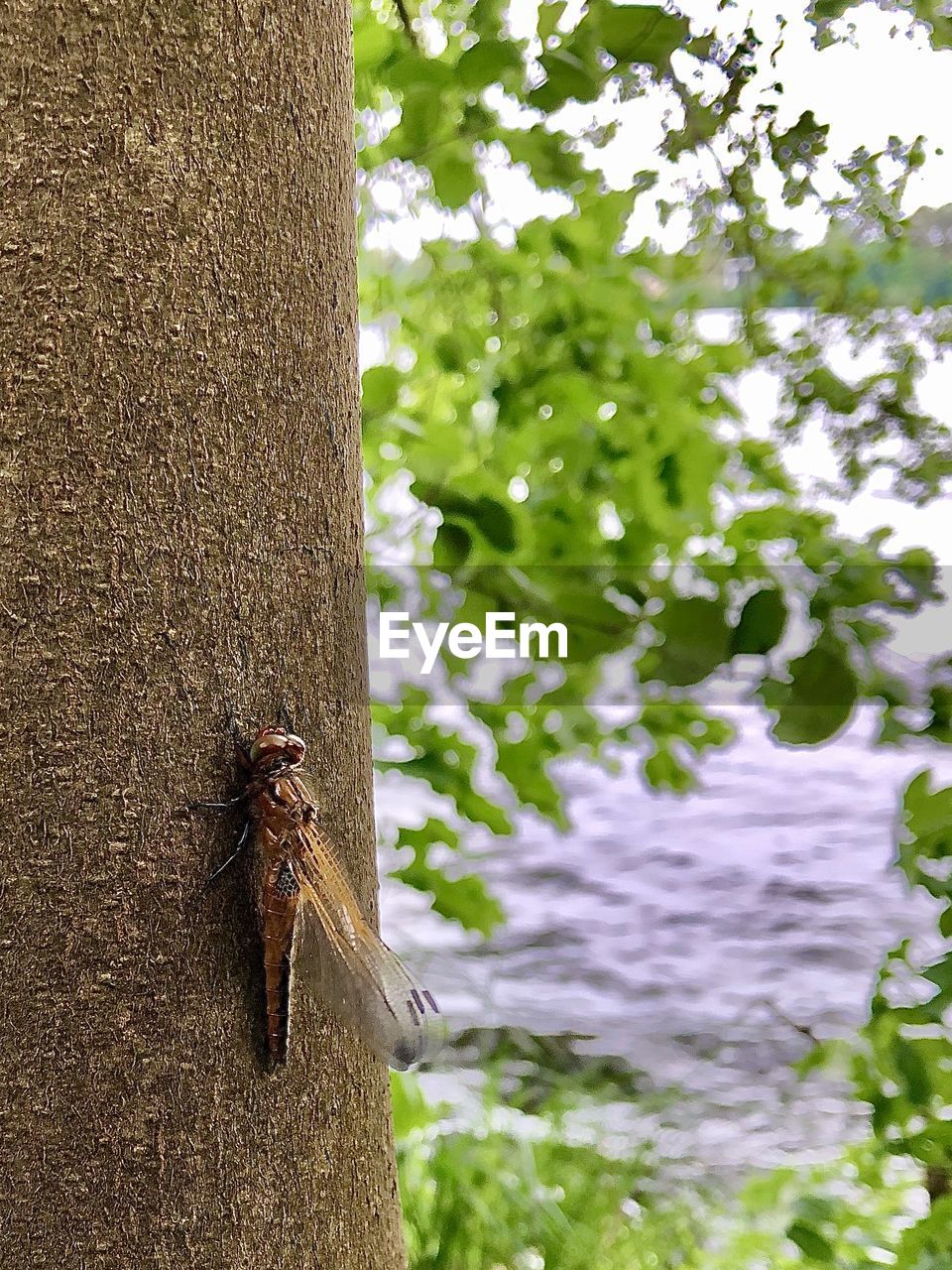 CLOSE-UP OF INSECT ON TREE