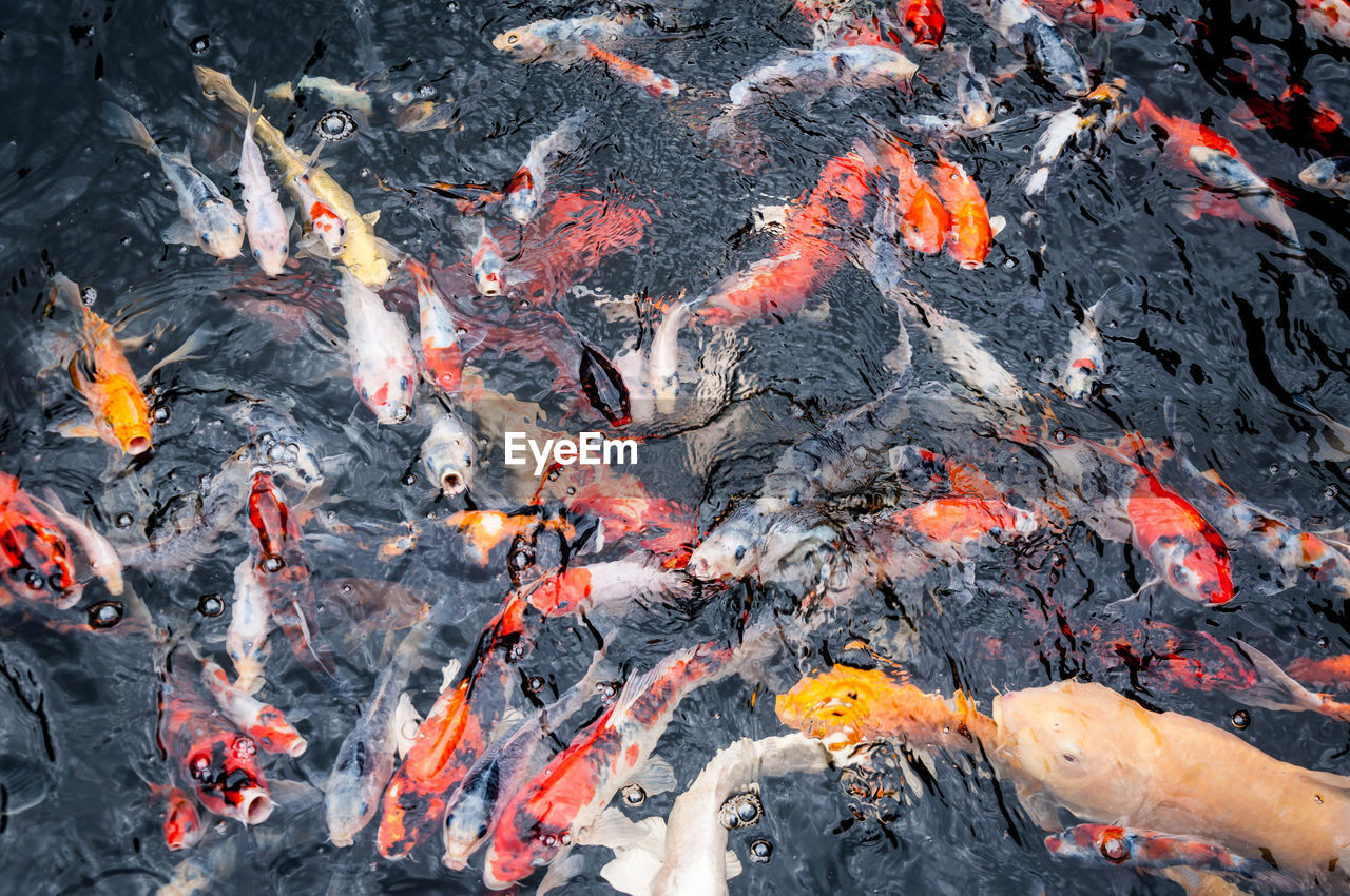 HIGH ANGLE VIEW OF KOI CARPS IN LAKE