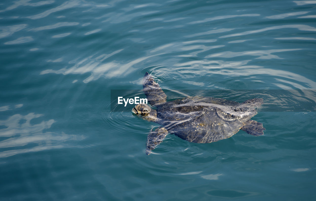 HIGH ANGLE VIEW OF TURTLE IN SWIMMING SEA