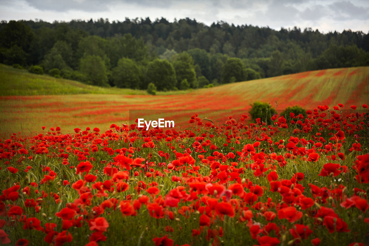 SCENIC VIEW OF RED FLOWERING TREES AND PLANTS