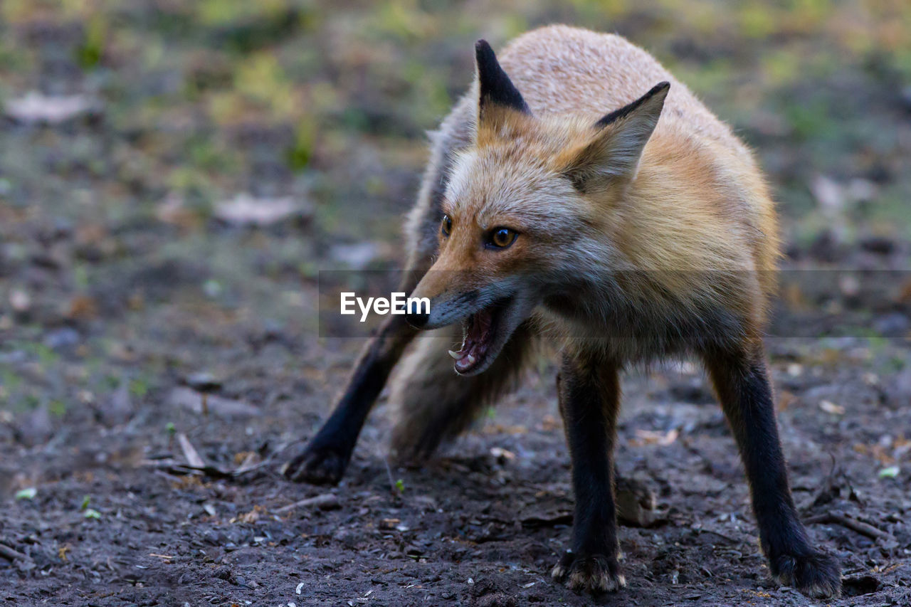 Close-up of a fox