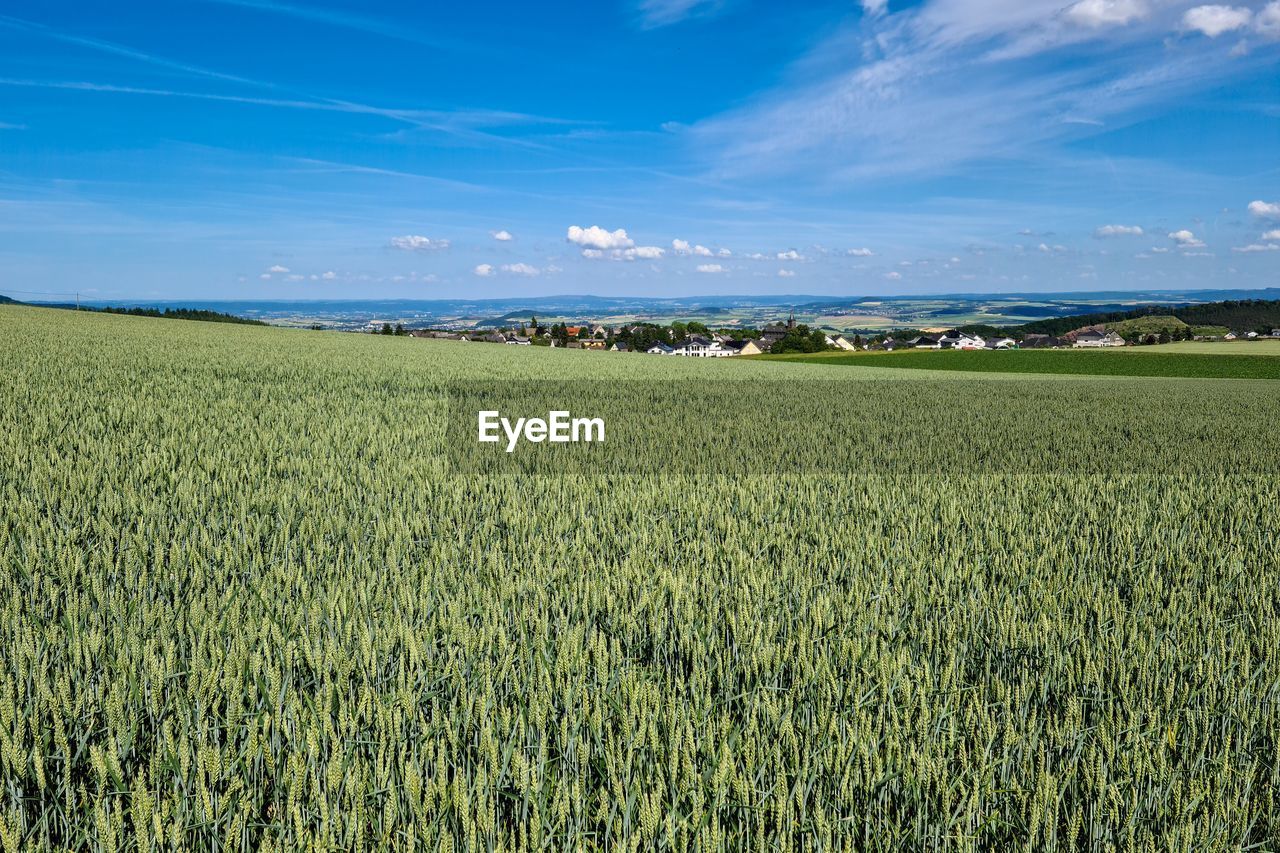 landscape, land, field, sky, environment, agriculture, plant, rural scene, grassland, crop, horizon, nature, grass, cereal plant, plain, scenics - nature, food, cloud, beauty in nature, farm, growth, prairie, blue, meadow, wheat, barley, no people, green, tranquility, rural area, summer, outdoors, tranquil scene, food and drink, day, paddy field, sunlight, food grain, rapeseed, horizon over land, tree, urban skyline, environmental conservation, idyllic