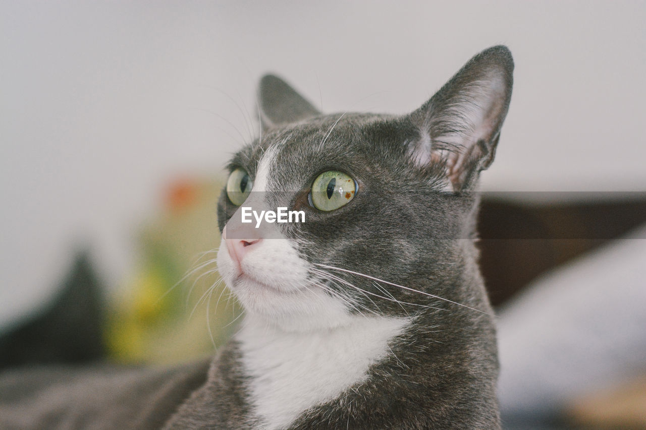 CLOSE-UP OF A RELAXED CAT LOOKING AWAY