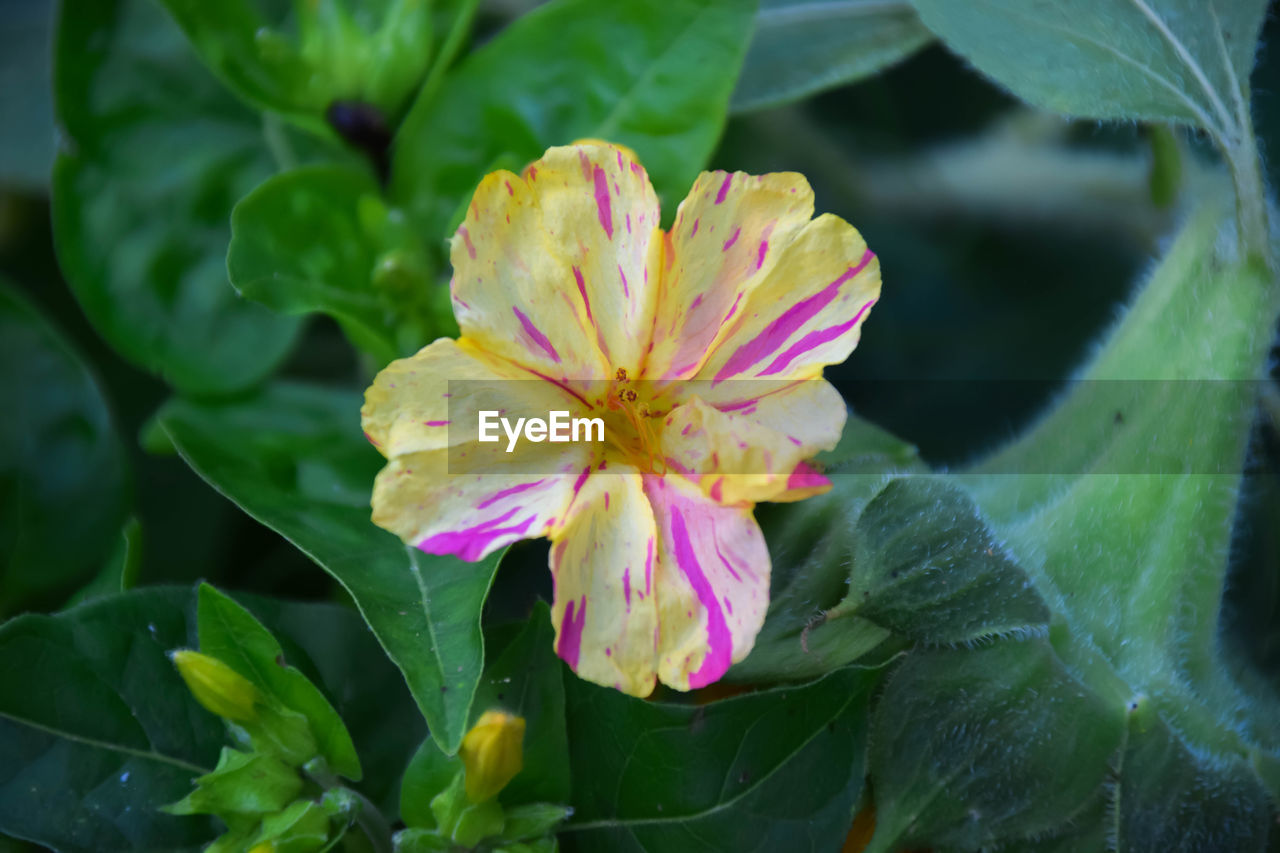 CLOSE-UP OF PINK FLOWERING PLANTS