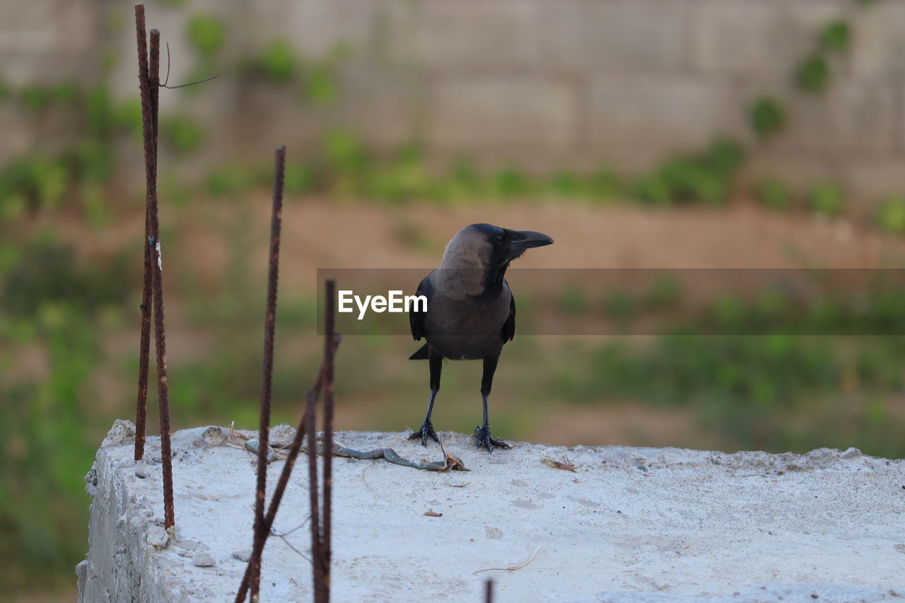 BIRD PERCHING ON WOOD