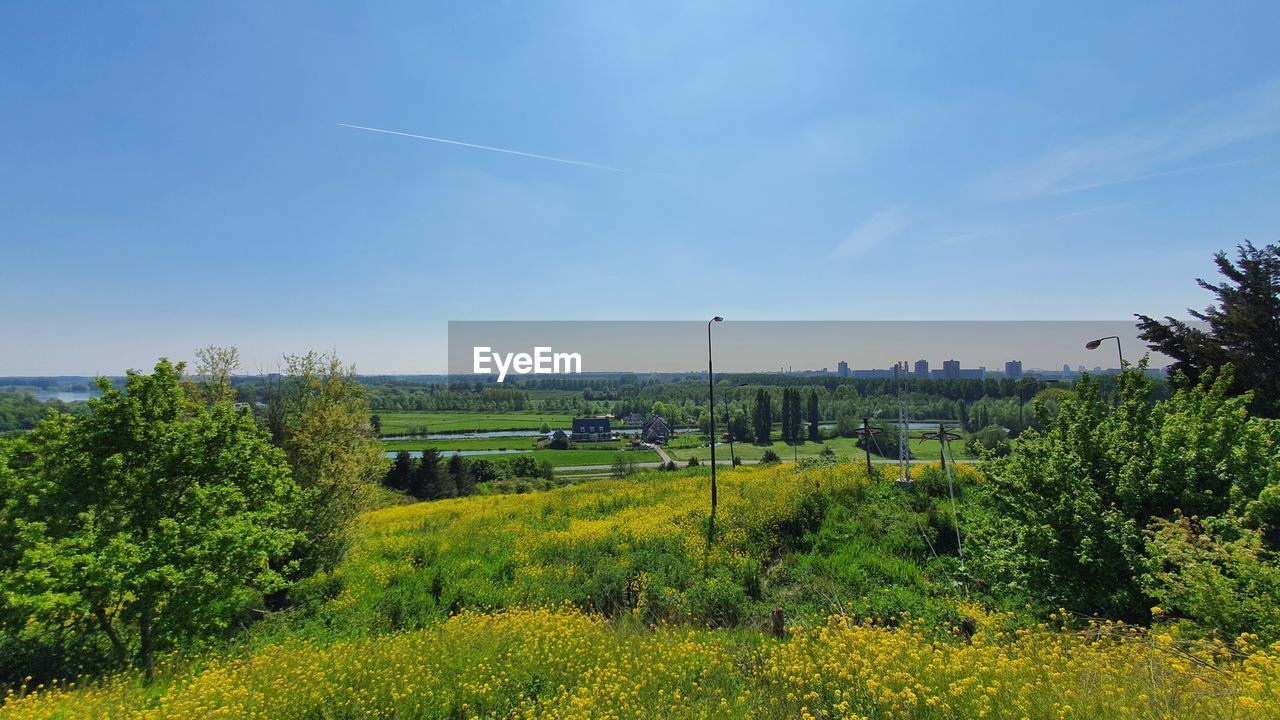PLANTS GROWING ON FIELD AGAINST SKY