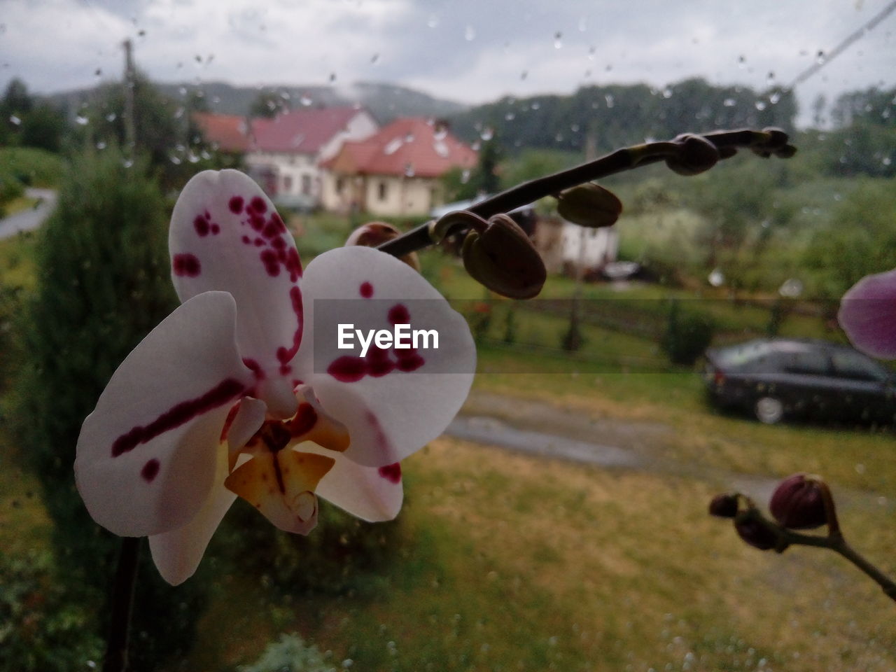 CLOSE-UP OF FLOWER AGAINST BLURRED TREES