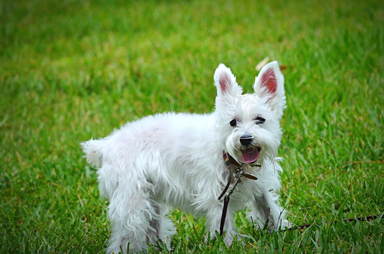 CLOSE-UP OF DOG IN GRASS