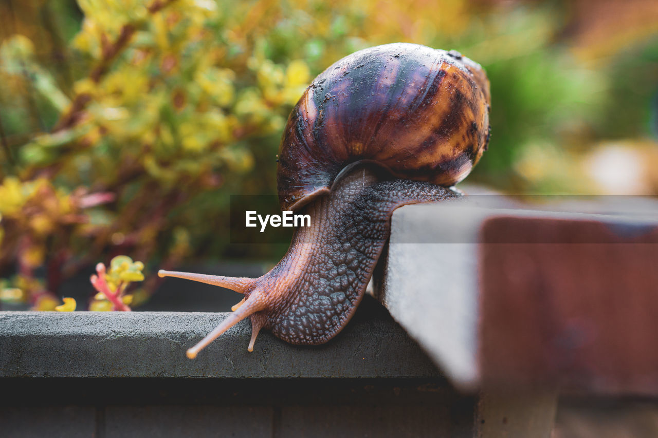 Close-up of snail