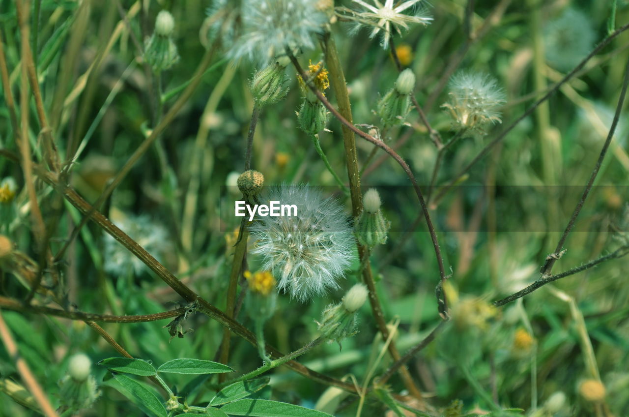 View on plant with dandelion flowers