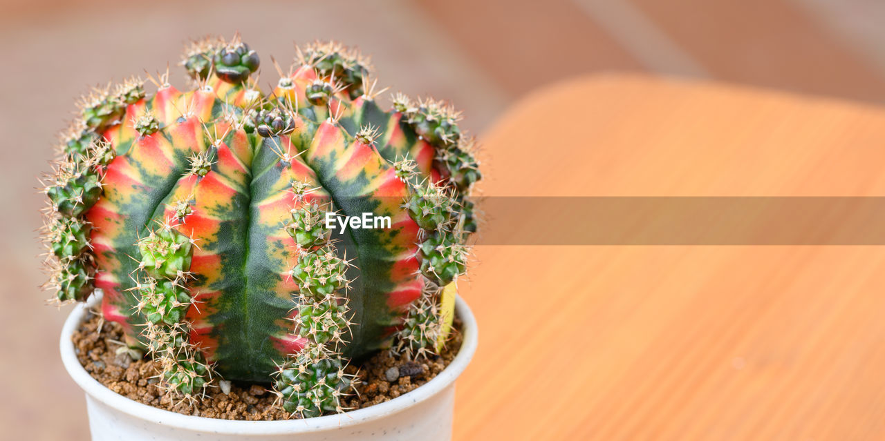 HIGH ANGLE VIEW OF POTTED CACTUS PLANT