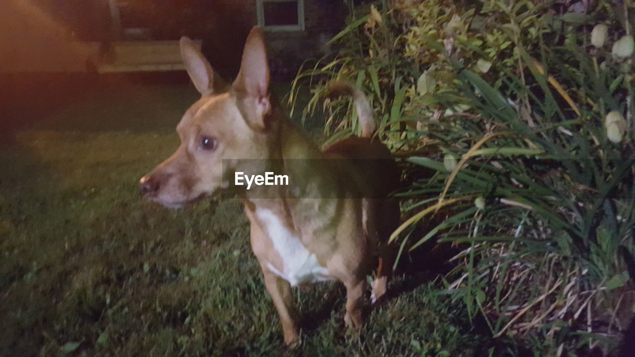 DOG IN GRASS