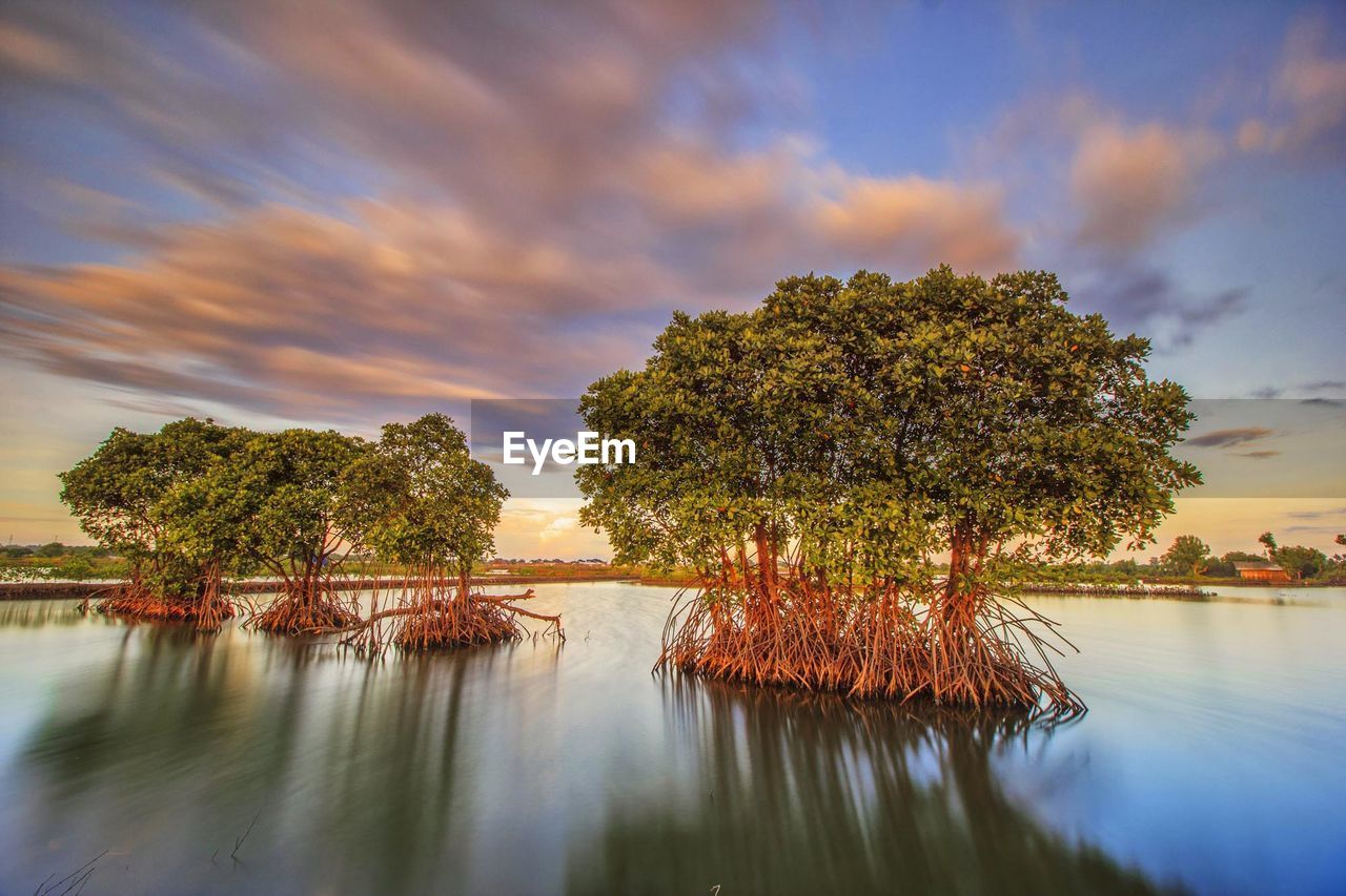 Trees in lake against cloudy sky during sunset