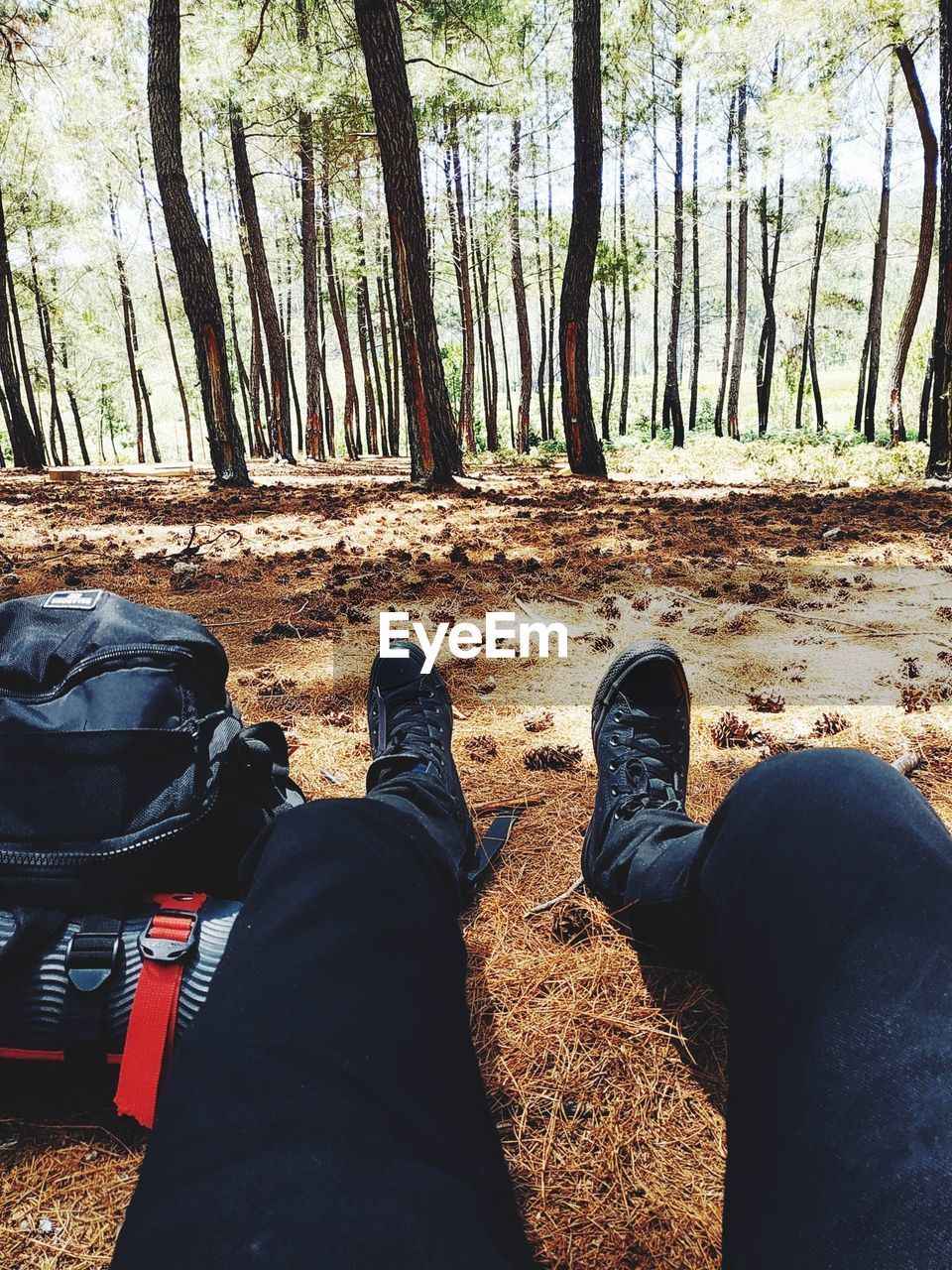 Low section of man sitting in forest