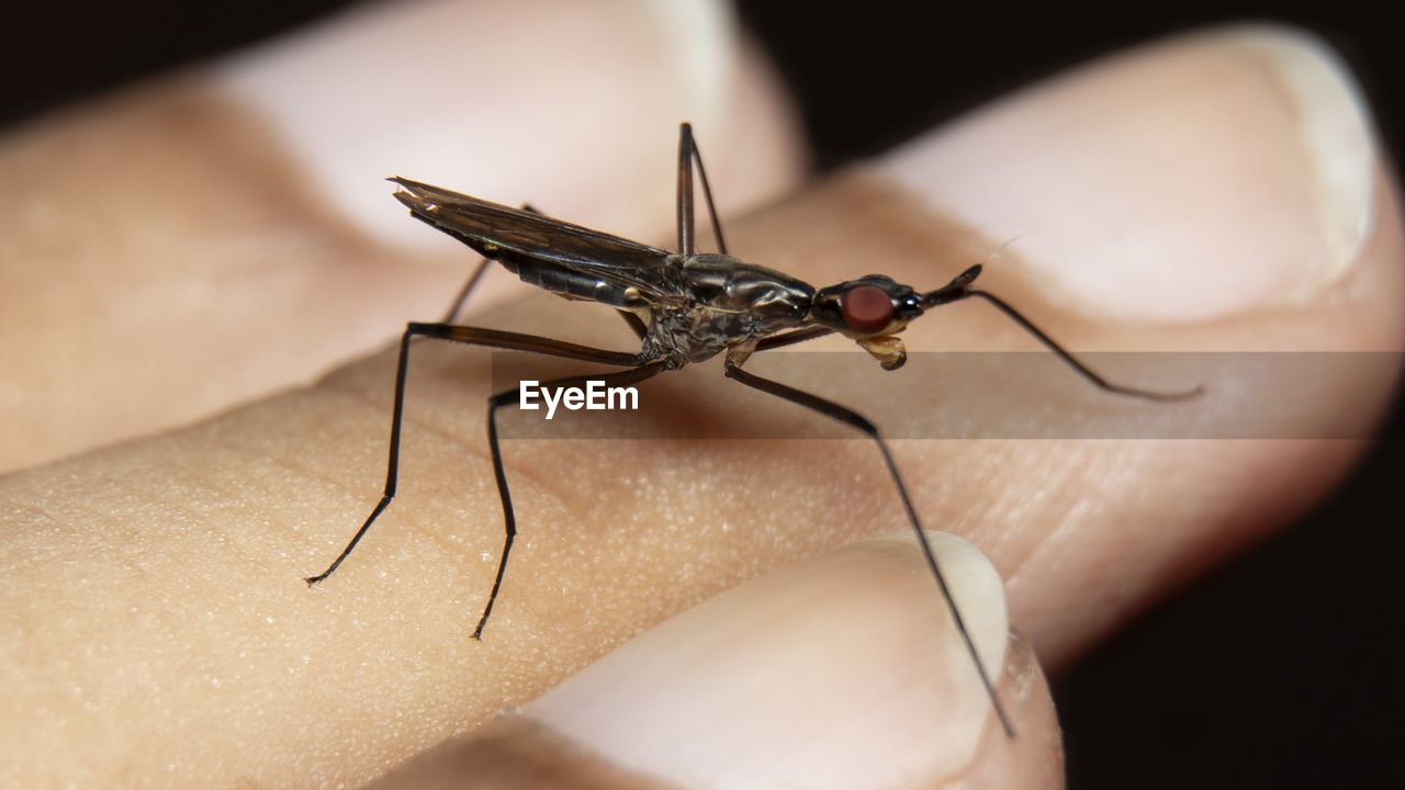 Close-up of an insect on hand