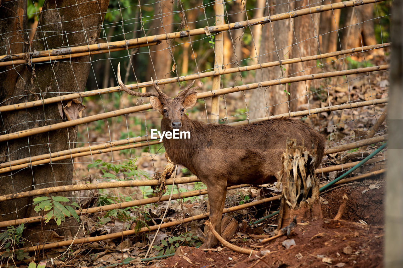 DEER STANDING IN A FARM