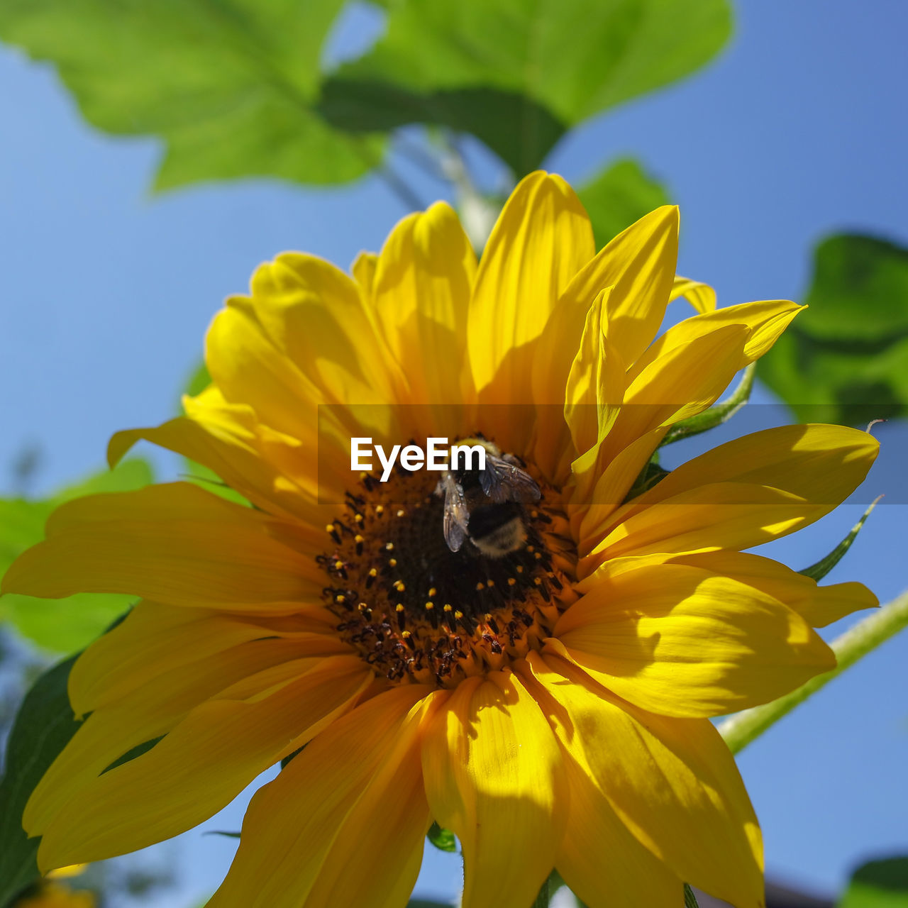 CLOSE-UP OF HONEY BEE ON YELLOW FLOWER
