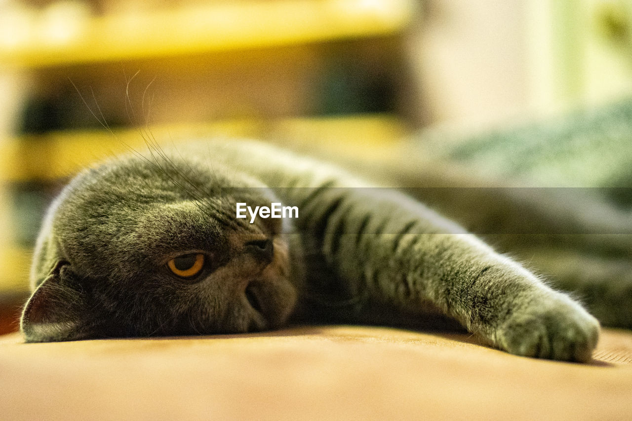 Close-up of a cat resting