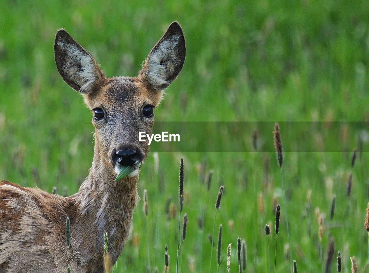 Portrait of deer