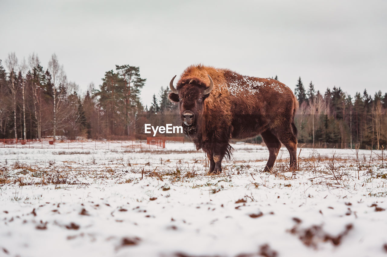 A bison in the care center for bisons at winter