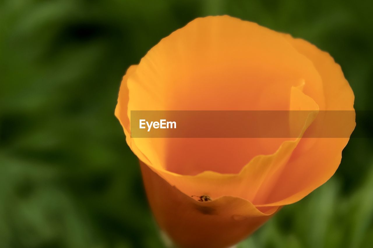 Close-up of orange rose