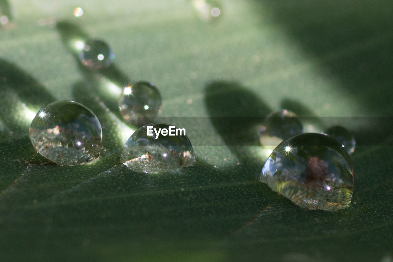 CLOSE-UP OF WATER DROPS ON LEAF