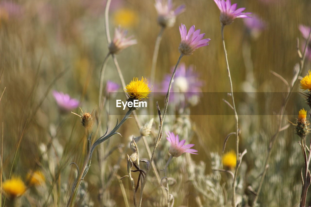 Close-up of purple flowering plant on field